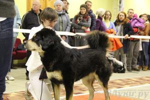 Всероссийская выставка собак «Великие Луки — 2014»