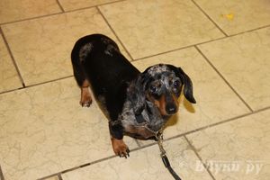 Всероссийская выставка собак в Великих Луках (фото)