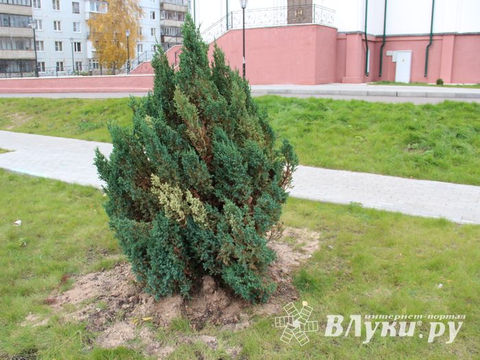 Куда исчезли пихты у Свято-Вознесенского собора в Великих Луках