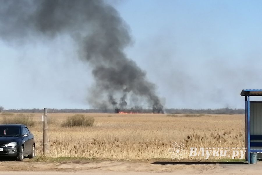 В Великих Луках вновь жгут траву (ФОТО)