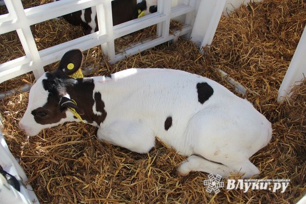 Завтра в Великих Луках пройдёт осенняя сельскохозяйственная ярмарка