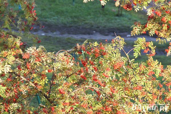 В Псковском гидрометцентре предупредили о похолодании и дождях