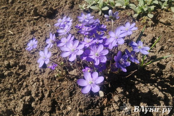 В Великих Луках сегодня будет облачно