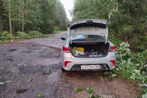 В Великолукском районе автомобиль врезался в дерево (ФОТО)