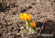 Сегодня в Великих Луках воздух прогреется до +12