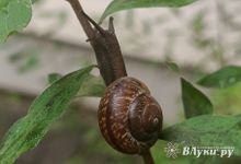 Прогноз погоды на 24 июля в Великих Луках