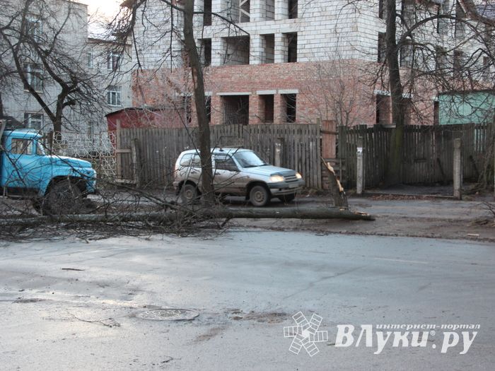 В Великих Луках дерево упало на проезжую часть