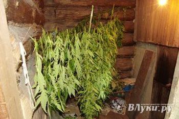 Житель Санкт-Петербурга вырастил «плантацию» конопли в Псковской области (фото)