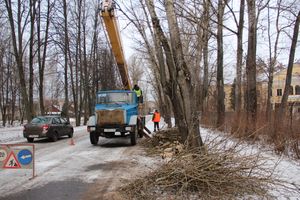 На проспекте Гагарина идет формовка деревьев (ФОТО)