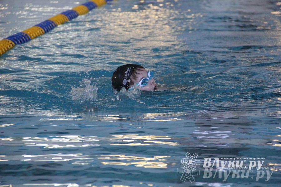 В Великих Луках прошли соревнования по плаванию «Весёлый дельфин»