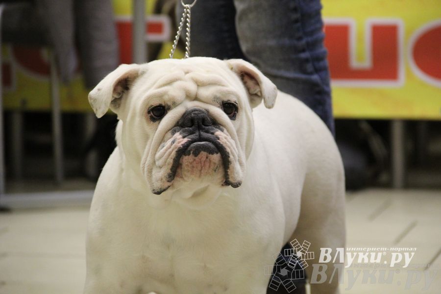 Всероссийская выставка собак «Великие Луки — 2014»