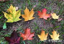 Прогноз погоды на 16 октября в Великих Луках