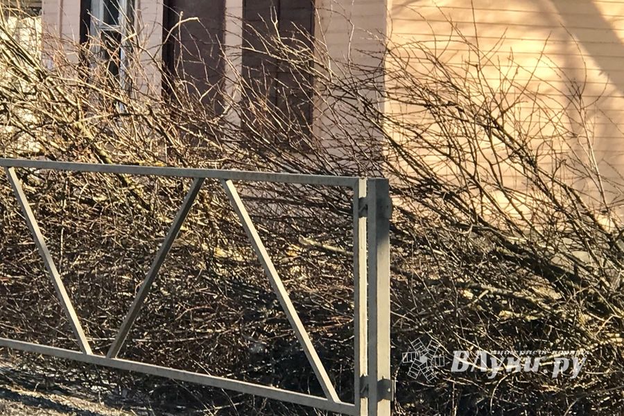 В Великих Луках удаляют угрожающие гражданам ветви (ФОТО)