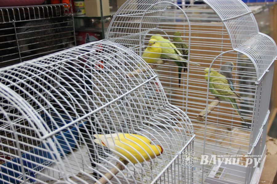 «Zooбастики»: подарите праздник своим любимцам! (ФОТО+ВИДЕО)