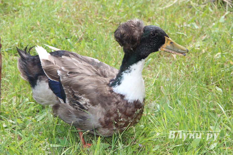 Праздник поэзии