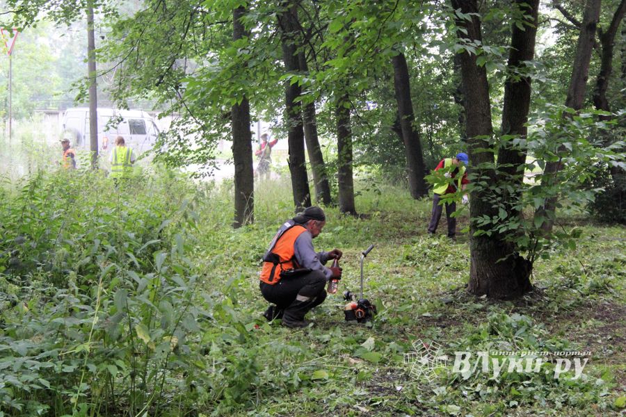 В Великих Луках косят (ФОТО)