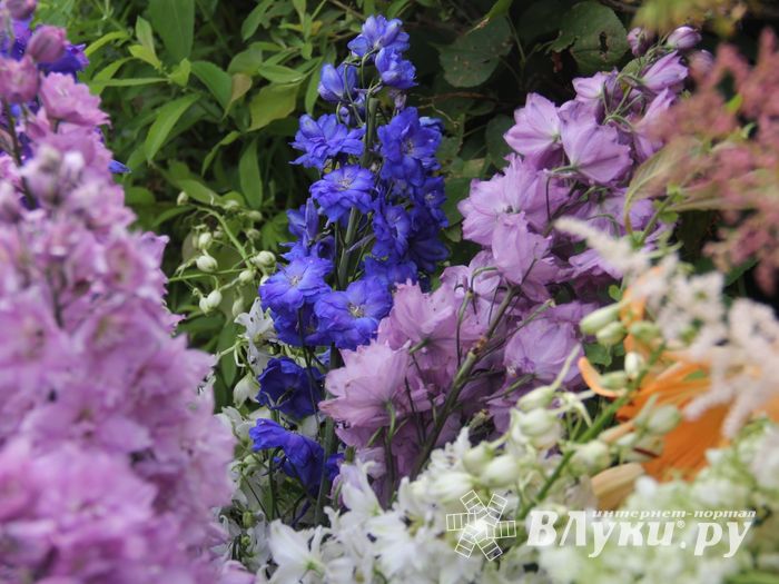 «Парад детских колясок» в День семьи, любви и верности (ФОТО)
