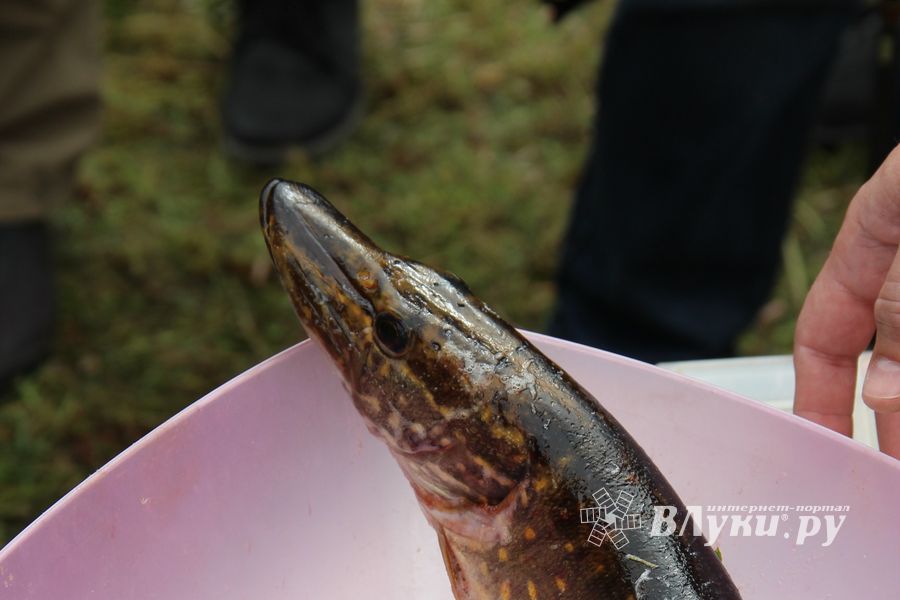 Чемпионат Великих Лук по ловле спиннингом: клевала, но мало (ФОТО)