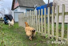 Новые изменения в правилах установки заборов на дачах оказались фейком