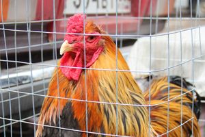 В Великих Луках проходит Весенняя ярмарка (ФОТО)