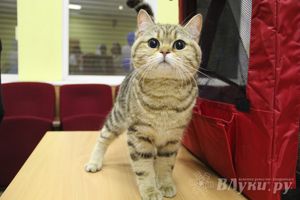 В Великих Луках прошла выставка кошек (фото)