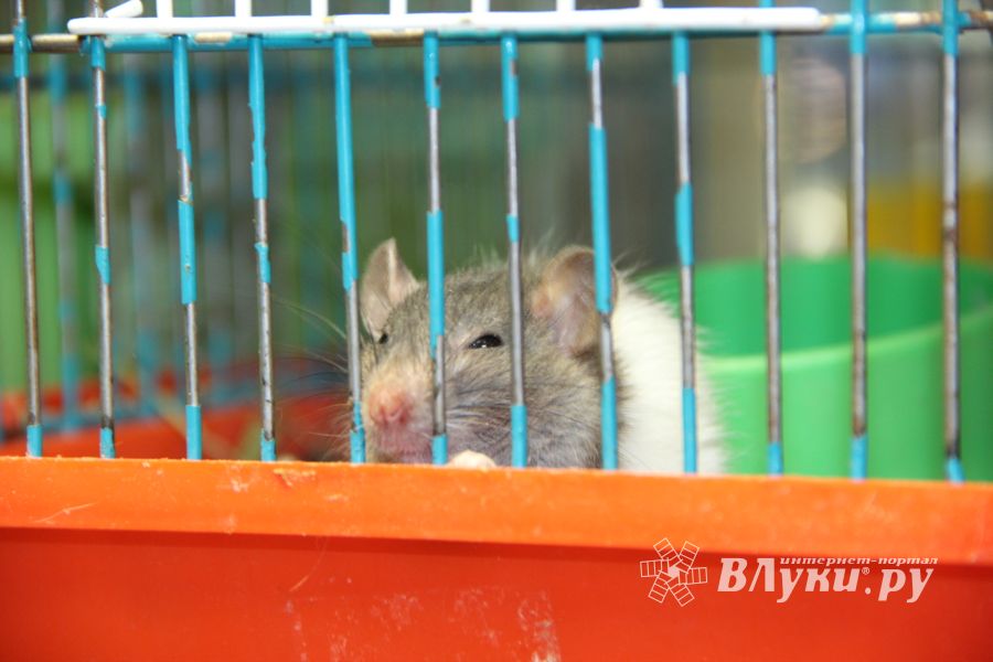 «Zooбастики»: подарите праздник своим любимцам! (ФОТО+ВИДЕО)