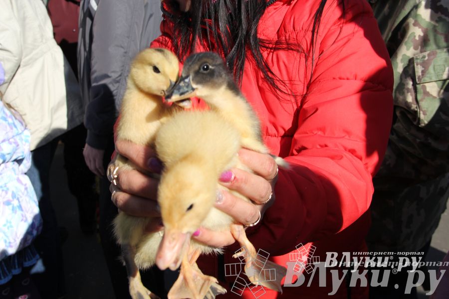Традиционная весенняя ярмарка прошла в Великих Луках