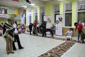 Всероссийская выставка собак «Великие Луки — 2014»