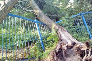 В Великих Луках дерево упало на забор садика (ФОТО)