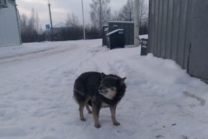 Усвятский Хатико ждёт своих хозяев на «Ниве» (ФОТО)