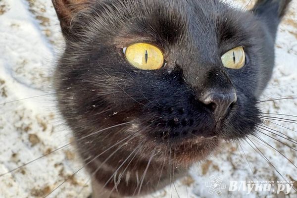 Прогноз погоды на 25 февраля в Великих Луках