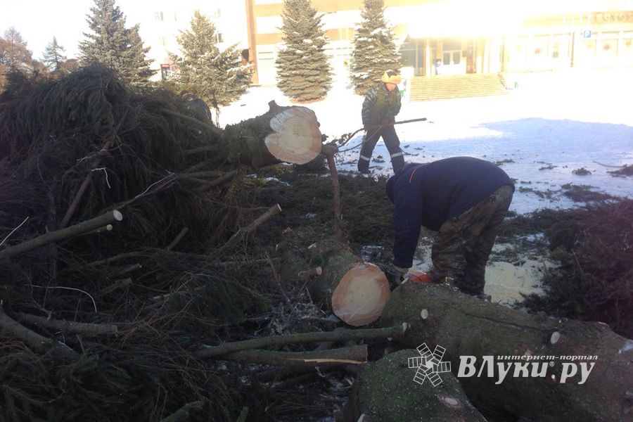 Главная ёлка города попрощалась с великолучанами (ФОТО)