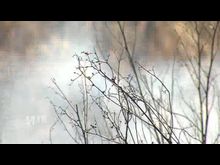 Импульс-ТВ: Палы травы