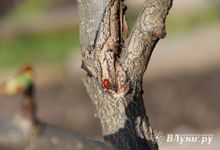 Атлантический циклон принесет потепление на Северо-Запад