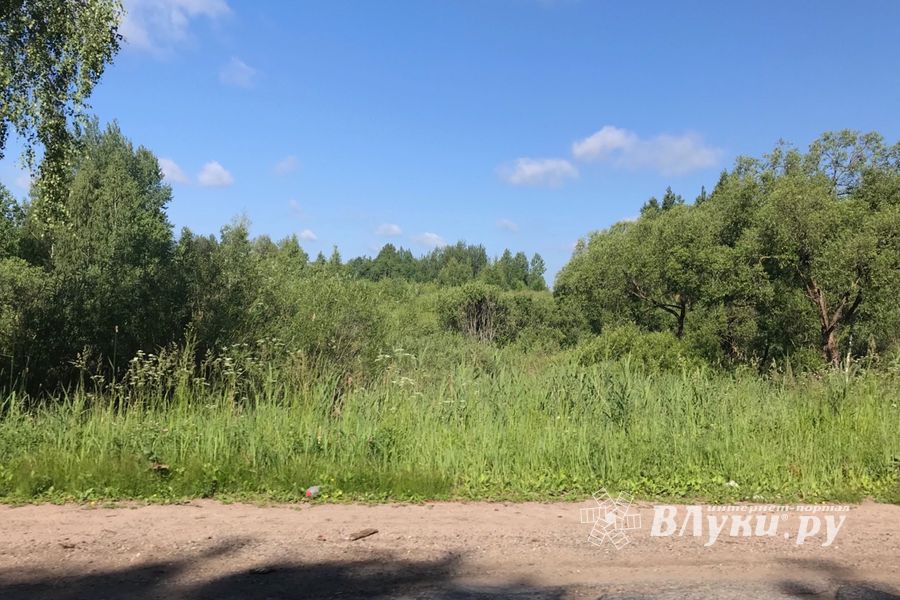 Трава у дома (ФОТО)