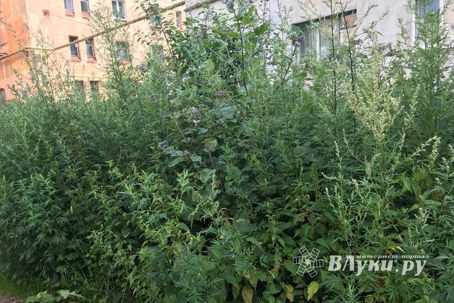 Пора приглашать англичан в Великие Луки (ФОТО)