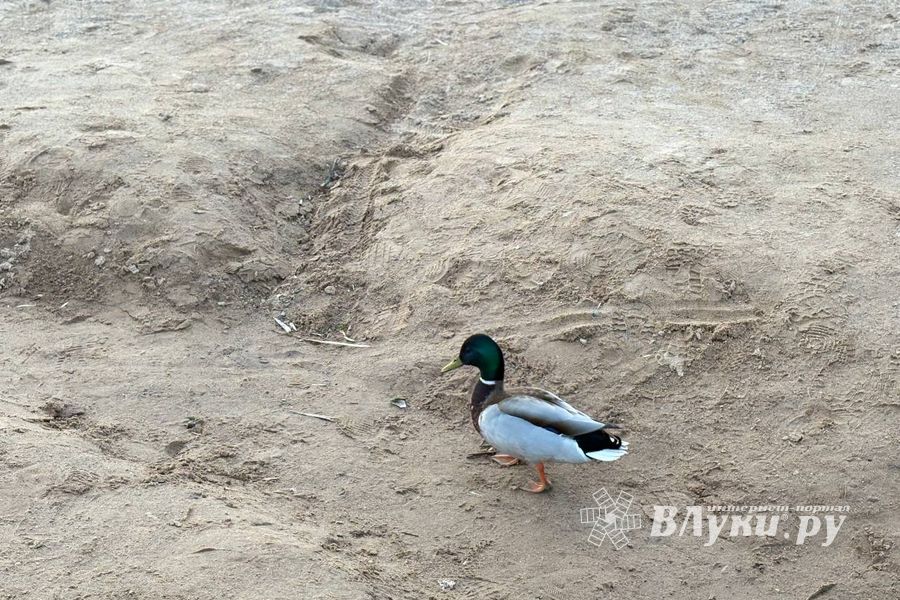 Великолукский городской пляж и озеро Балаздынь непригодны для купания — Роспотребнадзор