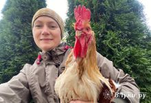 Вводятся новые ветеринарные правила для содержания птицы