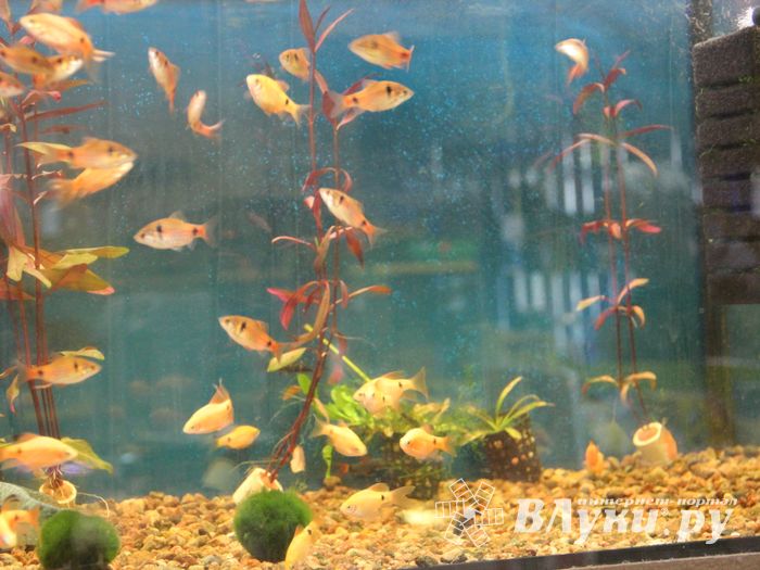 «Zooбастики»: подарите праздник своим любимцам! (ФОТО+ВИДЕО)