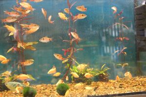 «Zooбастики»: подарите праздник своим любимцам! (ФОТО+ВИДЕО)