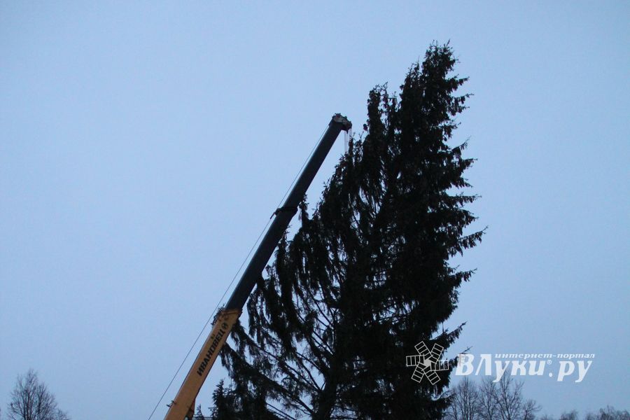 В Великих Луках установили новогоднюю елку (фото)