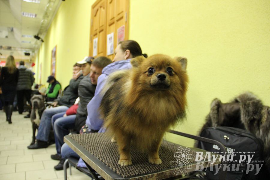 Всероссийская выставка собак в Великих Луках (фото)