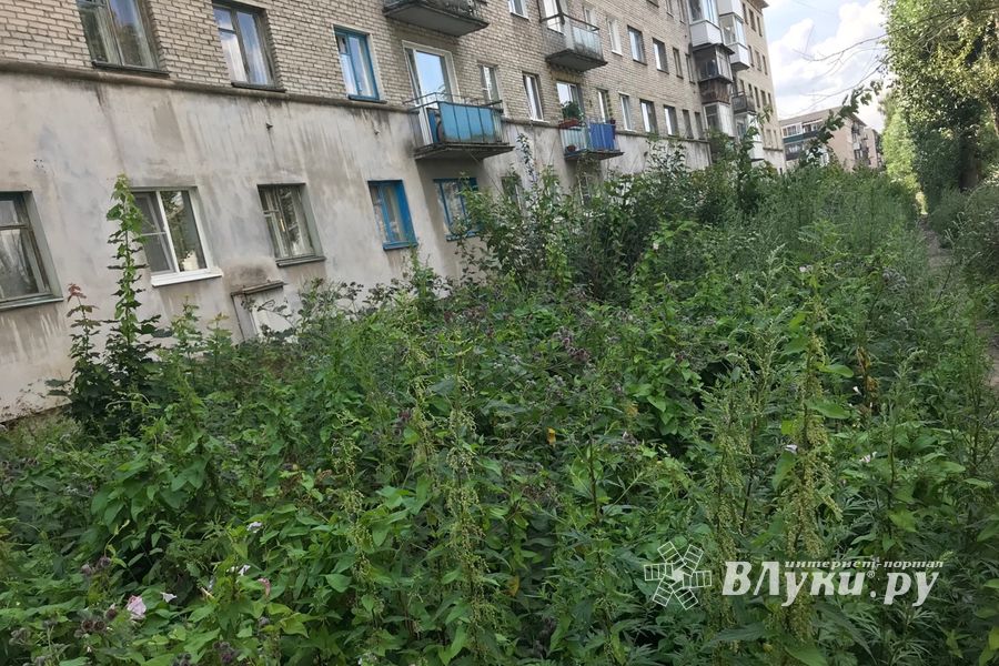 Пора приглашать англичан в Великие Луки (ФОТО)