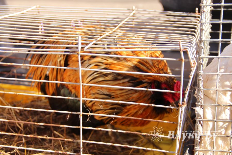 Торговая ярмарка «Осень-2016» прошла в Великих Луках (ФОТО)