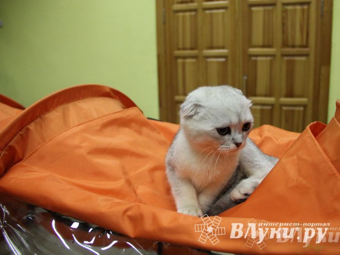 В Великих Луках прошла выставка кошек (фото)