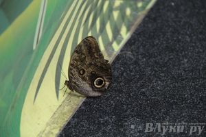 Обзор выставок Краеведческого музея