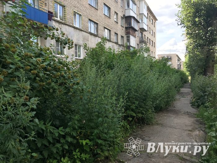 Пора приглашать англичан в Великие Луки (ФОТО)