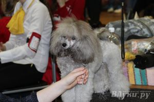 Всероссийская выставка собак в Великих Луках (фото)