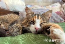 В Псковскую область поступило 6 тысяч доз вакцины против бешенства для собак и кошек