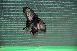 Выставка тропических бабочек в Великих Луках